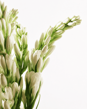 Rajnigandha (Tuberose) – Luxury Attar (Perfume Oil)