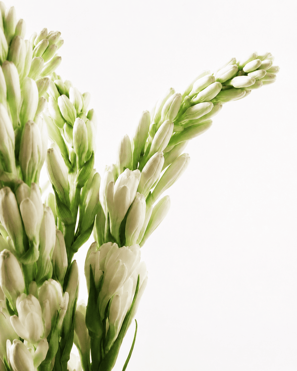 Rajnigandha (Tuberose) – Luxury Attar (Perfume Oil)
