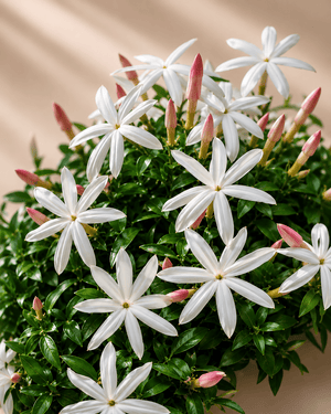 Chameli Jasmine - Luxury Attar (Perfume Oil)