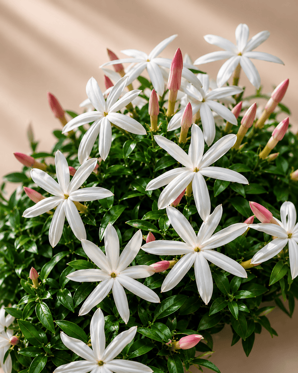 Chameli Jasmine - Luxury Attar (Perfume Oil)