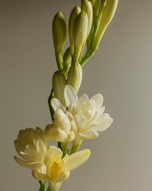 Rajnigandha (Tuberose) – Luxury Attar (Perfume Oil)