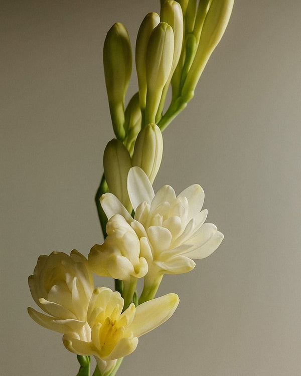 Rajnigandha (Tuberose) – Luxury Attar (Perfume Oil)