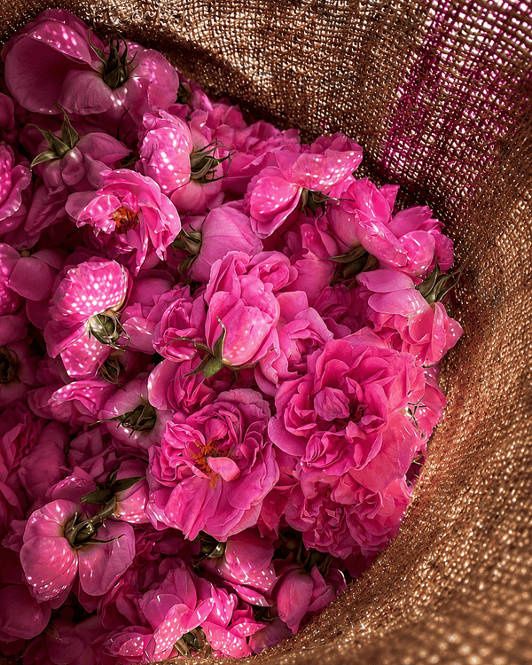 Ruh Gulab (Indian Rose)  – Luxury Attar (Perfume Oil)