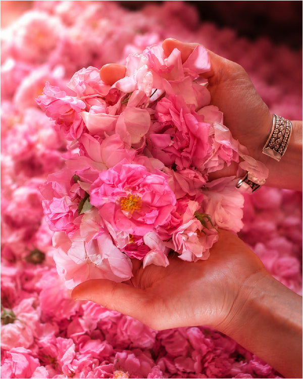 Ruh Gulab (Indian Rose)  – Luxury Attar (Perfume Oil)
